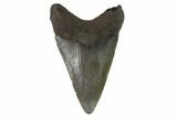 Juvenile Megalodon Tooth - Georgia #91131-1